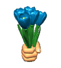 Dit boeketje blauwe tulpen is voor jou Friedje