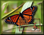 Klik hier om de vlinder te downloaden